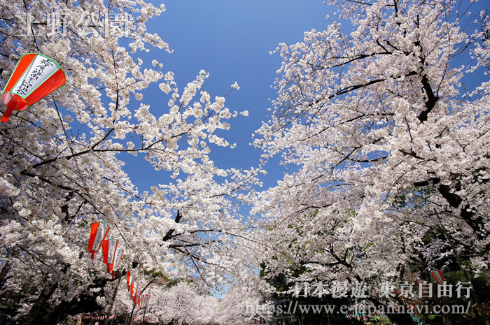 上野公園櫻花