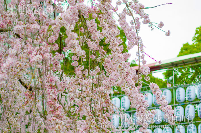 上野公園垂櫻