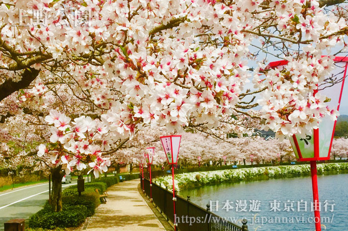 上野公園不忍池畔櫻花