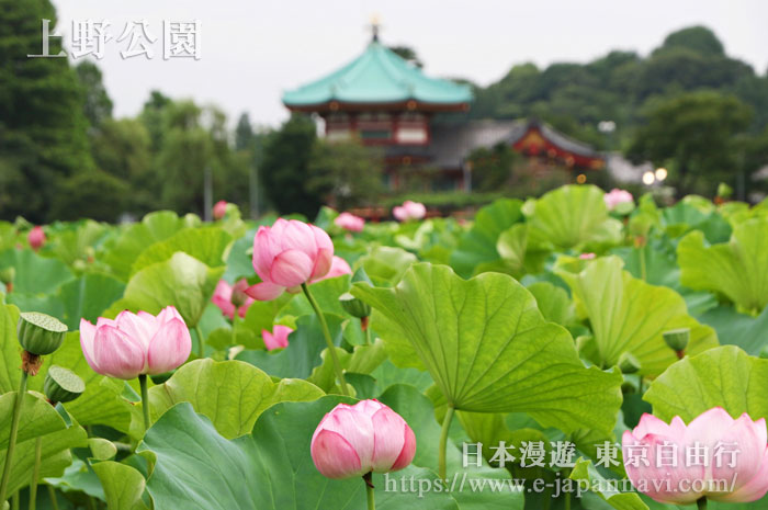 上野公園不忍池