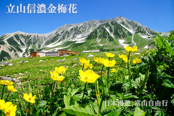 立山夏季金梅花